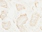 BM28 Polyclonal Antibody